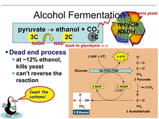 Cells cannot get enough oxygenBuild up of pyruvic acid and NADH and no oxygen to break it downCells begin fermentationLactic Acid fermentationPyruvic acid + NADH lactic acid + NAD+Get about 90 seconds of energy without having to use oxygenHOWEVER, oxygen will be paid back double when you are done (think heavy breathing)Occurs in muscle cells, and microorganisms, such as the ones that turn milk into cheese and yogurtLactic acid causes muscle cramping and burning sensationOxygen is required to break down lactic acid and get it out of bodyAlcohol fermentationPyruvic acid + NADH ethyl alcohol + NAD+ + CO2Occurs in yeast cells and other microorganisms, such as the ones involved in the production of bread and wine