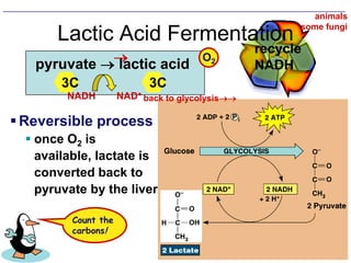 recycleNADHHow is NADH recycled to NAD+?without oxygenanaerobic respiration“fermentation”with oxygenaerobic respirationAnother molecule must accept H from NADHpyruvateNAD+H2OCO2NADHNADHO2acetaldehydeNADHacetyl-CoANAD+NAD+lactatelactic acidfermentationwhich path you use depends on who you are…Krebscycleethanolalcoholfermentation