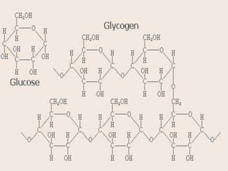 Animals, some fungiback to glycolysischeese, anaerobic exercise (no O2)Alcohol Fermentationpyruvate  ethanol + CO21C3C2CNADHNAD+recycleNADHbacteria yeastback to glycolysisDead end process