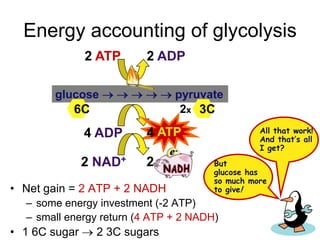 Energy accounting of glycolysis 2 ATP2 ADP4 ADP2 NAD+ATP42glucose      pyruvate6C3C2xAll that work! And that’s all I get?Butglucose hasso much moreto give!Net gain = 2 ATP + 2 NADHsome energy investment (-2 ATP)small energy return (4 ATP + 2 NADH)1 6C sugar 2 3C sugars