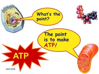 once O2 is available, lactate is converted back to pyruvate by the liverCount thecarbons!