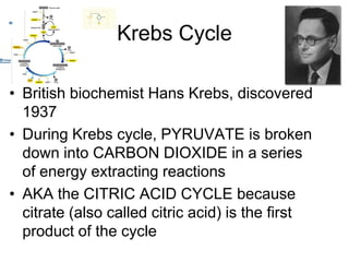 Krebs CycleBritish biochemist Hans Krebs, discovered 1937During Krebs cycle, PYRUVATE is broken down into CARBON DIOXIDE in a series of energy extracting reactionsAKA the CITRIC ACID CYCLE because citrate (also called citric acid) is the first product of the cycle