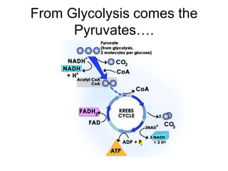 From Glycolysis comes the Pyruvates….