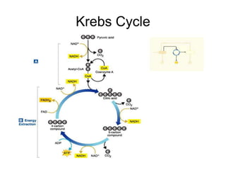 Krebs Cycle