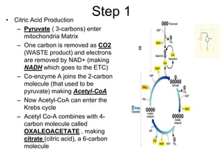 Step 1Citric Acid ProductionPyruvate ( 3-carbons) enter mitochondria MatrixOne carbon is removed as CO2 (WASTE product) and electrons are removed by NAD+ (making NADH which goes to the ETC)Co-enzyme A joins the 2-carbon molecule (that used to be pyruvate) making Acetyl-CoANow Acetyl-CoA can enter the Krebs cycleAcetyl Co-A combines with 4-carbon molecule called OXALEOACETATE , making citrate (citric acid), a 6-carbon molecule