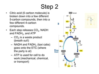 Step 2Citric acid (6 carbon molecule) is broken down into a few different 5-carbon compounds, then into a few different 4-carbon compounds.Each step releases CO2, NADH and FADH2, and ATPCO2 is a waste product (breath out!)NADH and FADH2 (taxi cabs) goes onto the ETC (where the party is at)ATP is used for cell to do work (mechanical, chemical, or transport)