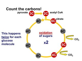 2C6C5C4C3C4C6C4C4C4CCO2CO2Count the carbons!acetyl CoApyruvatecitrateoxidationof sugarsThis happens twice for each glucose moleculex2