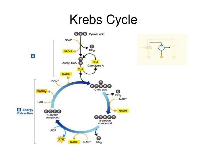 Kr ebs cycle and anaerobic respiration
