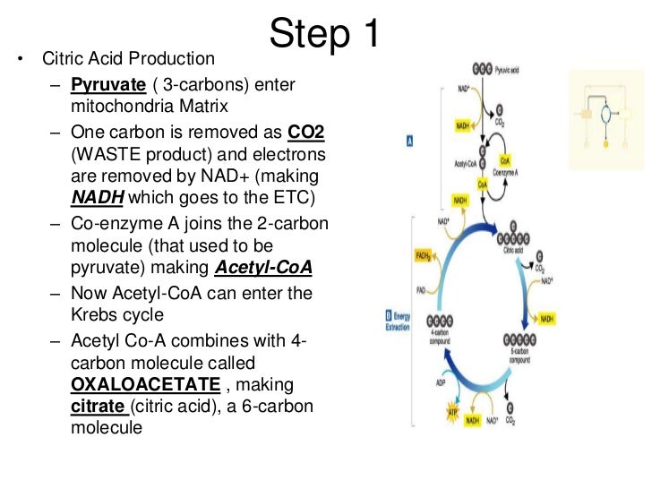 Kr ebs cycle and anaerobic respiration