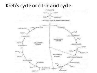 Kreb’s cycle or citric acid cycle.

 