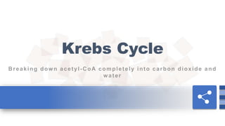 Krebs Cycle
 