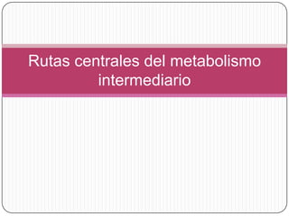 Rutas centrales del metabolismo
intermediario
 
