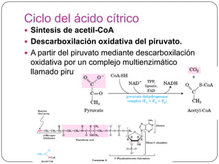 Ciclo del ácido cítrico
 Síntesis de acetil-CoA
 Descarboxilación oxidativa del piruvato.
 A partir del piruvato mediante descarboxilación
oxidativa por un complejo multienzimático
llamado piruvato deshidrogenasa.
 