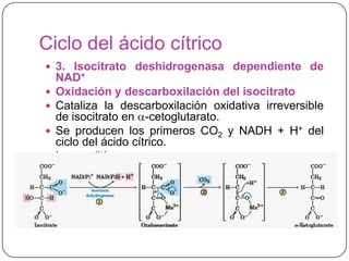 Ciclo del ácido cítrico
 3. Isocitrato deshidrogenasa dependiente de
NAD+
 Oxidación y descarboxilación del isocitrato
 Cataliza la descarboxilación oxidativa irreversible
de isocitrato en -cetoglutarato.
 Se producen los primeros CO2 y NADH + H+ del
ciclo del ácido cítrico.
 Irreversible.
 