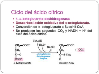 Ciclo del ácido cítrico
 4. -cetoglutarato deshidrogenasa
 Descarboxilación oxidativa del -cetoglutarato.
 Conversión de cetoglutarato a Succinil-CoA.
 Se producen los segundos CO2 y NADH + H+ del
ciclo del ácido cítrico.
 