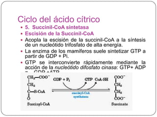 Ciclo del ácido cítrico
 5. Succinil-CoA sintetasa
 Escisión de la Succinil-CoA
 Acopla la escisión de la succinil-CoA a la síntesis
de un nucleótido trifosfato de alta energía.
 La enzima de los mamíferos suele sintetizar GTP a
partir de GDP + Pi.
 GTP se interconvierte rápidamente mediante la
acción de la nucleótido difosfato cinasa: GTP+ ADP
= GDP +ATP.
 