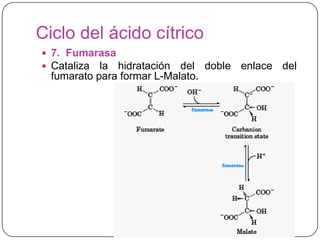 Ciclo del ácido cítrico
 7. Fumarasa
 Cataliza la hidratación del doble enlace del
fumarato para formar L-Malato.
 