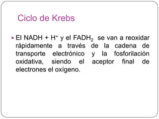 Ciclo de Krebs
 El NADH + H+ y el FADH2 se van a reoxidar
rápidamente a través de la cadena de
transporte electrónico y la fosforilación
oxidativa, siendo el aceptor final de
electrones el oxígeno.
 
