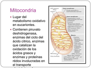 Mitocondria
 Lugar del
metabolismo oxidativo
en eucariontes.
 Contienen piruvato
deshidrogenasa,
enzimas del ciclo del
ácido cítrico, enzimas
que catalizan la
oxidación de los
ácidos grasos y
enzimas y proteínas
rédox involucradas en
el transporte
 