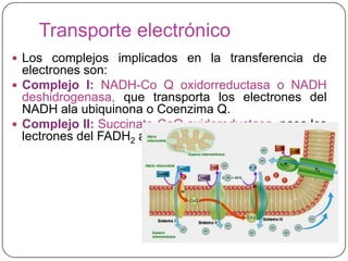 Transporte electrónico
 Los complejos implicados en la transferencia de
electrones son:
 Complejo I: NADH-Co Q oxidorreductasa o NADH
deshidrogenasa, que transporta los electrones del
NADH ala ubiquinona o Coenzima Q.
 Complejo II: Succinato-CoQ oxidoreductasa, pasa los
lectrones del FADH2 a la ubiuinona.
 