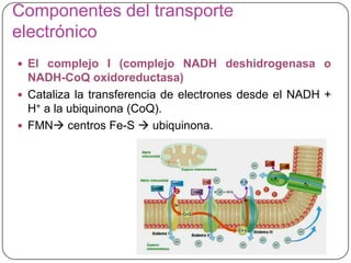 Componentes del transporte
electrónico
 El complejo I (complejo NADH deshidrogenasa o
NADH-CoQ oxidoreductasa)
 Cataliza la transferencia de electrones desde el NADH +
H+ a la ubiquinona (CoQ).
 FMN centros Fe-S  ubiquinona.
 