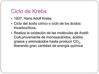 Ciclo de Krebs
 1937, Hans Adolf Krebs.
 Ciclo del ácido cítrico o ciclo de los ácidos
tricarboxílicos.
 Realiza la oxidación de las moléculas de Acetil-
CoA proveniente de monosacáridos, ácidos
grasos y aminoácidos hasta producir CO2,
liberando gran cantidad de energía química
 