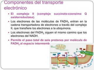 Componentes del transporte
electrónico
 El complejo II (complejo succinato-coenzima Q
oxidorreductasa).
 Los electrones de las moléculas de FADH2 entran en la
cadena transportadora de electrones a través del complejo
II, que transfiere los electrones a la ubiquinona.
 Los electrones del FADH2 siguen el mismo camino que los
electrones del NADH.
 Permite el paso total de seis protones por molécula de
FADH2 al espacio intermembrana.
 