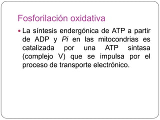 Fosforilación oxidativa
 La síntesis endergónica de ATP a partir
de ADP y Pi en las mitocondrias es
catalizada por una ATP sintasa
(complejo V) que se impulsa por el
proceso de transporte electrónico.
 