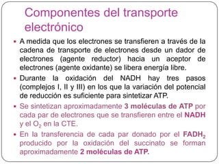Componentes del transporte
electrónico
 A medida que los electrones se transfieren a través de la
cadena de transporte de electrones desde un dador de
electrones (agente reductor) hacia un aceptor de
electrones (agente oxidante) se libera energía libre.
 Durante la oxidación del NADH hay tres pasos
(complejos I, II y III) en los que la variación del potencial
de reducción es suficiente para sintetizar ATP.
 Se sintetizan aproximadamente 3 moléculas de ATP por
cada par de electrones que se transfieren entre el NADH
y el O2 en la CTE.
 En la transferencia de cada par donado por el FADH2
producido por la oxidación del succinato se forman
aproximadamente 2 moléculas de ATP.
 