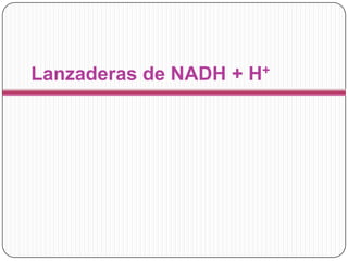 Lanzaderas de NADH + H+
 