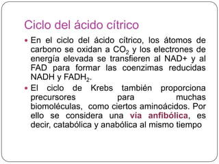 Ciclo del ácido cítrico
 En el ciclo del ácido cítrico, los átomos de
carbono se oxidan a CO2 y los electrones de
energía elevada se transfieren al NAD+ y al
FAD para formar las coenzimas reducidas
NADH y FADH2.
 El ciclo de Krebs también proporciona
precursores para muchas
biomoléculas, como ciertos aminoácidos. Por
ello se considera una vía anfibólica, es
decir, catabólica y anabólica al mismo tiempo
 
