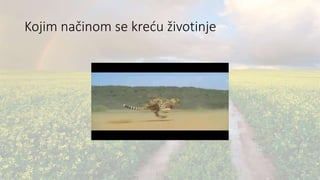 Kojim načinom se kreću životinje
 