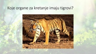 Koje organe za kretanje imaju tigrovi?
 