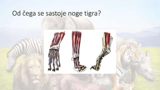Od čega se sastoje noge tigra?
 