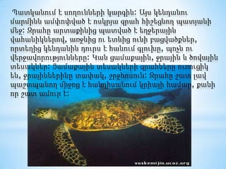  Պատկանում է սողունների կարգին: Այս կենդանու մարմինն ամփոփված է ոսկրյա զրահ հիշեցնող պատյանի մեջ: Զրահը արտաքինից պատված է եղջերային վահանիկներով, առջևից ու ետևից ունի բացվածքներ, որտեղից կենդանին դուրս է հանում գլուխը, պոչն ու վերջավորությունները: Կան ցամաքային, ջրային և ծովային տեսակներ: Ցամաքային տեսակների զրահները ուռուցիկ են, ջրայիններինը տափակ, շրջհոսուն: Զրահը շատ լավ պաշտպանող միջոց է հանդիսանում կրիայի համար, քանի որ շատ ամուր է: