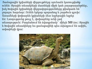  Ցամաքային կրիաների վերջույթները սյունաձև կառուցվածք ունեն: Ջրային տեսակների մատների միջև կան լողաթաղանթներ, իսկ ծովային կրիաների վերջավորությունները թիակաձև են` լողալու հարմար: Ունեն երկար պարանոց և շարժուն գլուխ: Ատամների փոխարեն կրիաների մետ եղջերային եզրեր են: Լսողությունը թույլ է, փոխարենը ունի լավ տեսողություն: Բազմանում են ձվադրմամբ` մինչև 500 ձու: Ջրային և ծովային տեսակները ևս ցամաքայինի պես ձվադրում են ափին, ավազների վրա:   