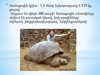 Ցամաքային կրիա` 1,2 մետր երկարությամբ և 215 կգ քաշով: Ապրում են մինչև 300 տարի: Ցամաքային տեսակները սնվում են բուսական կերով, իսկ ջրայինները` ձկներով, խեցգետնակերպերով, երկկենցաղներով: