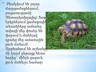 Բնակվում են բոլոր մայրցամաքներում, բացառությամբ Անտարկտիդայից: Տաք երկրներում ցամաքային տեսակները ամռանը ավազի մեջ փոսեր են փորում և մտնելով դրանց մեջ ամառային քուն մտնում: Արթնանում են աշնանը, մի կարճ ընթացք հետո նորից` մինչև գարուն քուն մտնելու համար: 