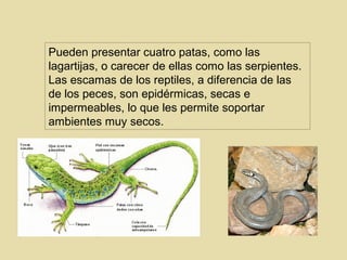 Pueden presentar cuatro patas, como las
lagartijas, o carecer de ellas como las serpientes.
Las escamas de los reptiles, a diferencia de las
de los peces, son epidérmicas, secas e
impermeables, lo que les permite soportar
ambientes muy secos.

 