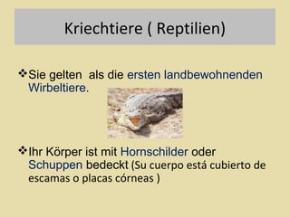 Kriechtiere ( Reptilien)
Sie gelten als die ersten landbewohnenden
Wirbeltiere.

Ihr Körper ist mit Hornschilder oder
Schuppen bedeckt (Su cuerpo está cubierto de
escamas o placas córneas )

 