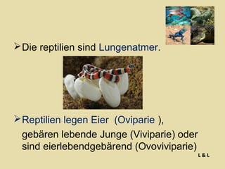  Die reptilien sind Lungenatmer.

 Reptilien legen Eier (Oviparie ),
gebären lebende Junge (Viviparie) oder
sind eierlebendgebärend (Ovoviviparie)

L&L

 