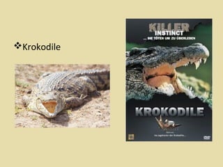 Krokodile

 