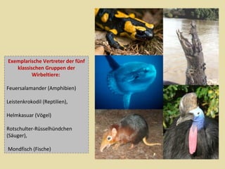 Exemplarische Vertreter der fünf
klassischen Gruppen der
Wirbeltiere:
Feuersalamander (Amphibien)
Leistenkrokodil (Reptilien),
Helmkasuar (Vögel)
Rotschulter-Rüsselhündchen
(Säuger),
Mondfisch (Fische)

 