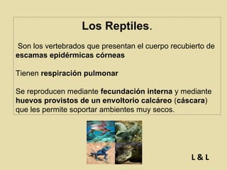 Los Reptiles.
Son los vertebrados que presentan el cuerpo recubierto de
escamas epidérmicas córneas
Tienen respiración pulmonar
Se reproducen mediante fecundación interna y mediante
huevos provistos de un envoltorio calcáreo (cáscara)
que les permite soportar ambientes muy secos.

L&L

 
