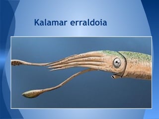 Kalamar erraldoia
 