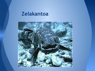 Zelakantoa
 