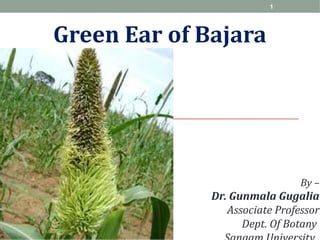 Green Ear of Bajara
By –
Dr. Gunmala Gugalia
Associate Professor
Dept. Of Botany
1
 