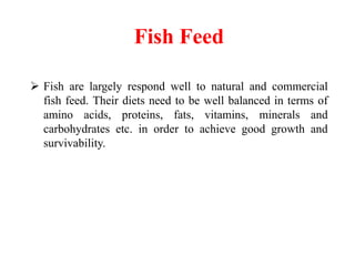 Fish Feed
 Fish are largely respond well to natural and commercial
fish feed. Their diets need to be well balanced in terms of
amino acids, proteins, fats, vitamins, minerals and
carbohydrates etc. in order to achieve good growth and
survivability.
 