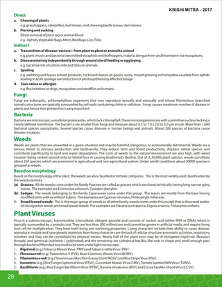 Direct
a. Chewingofplants
e.g.grasshoppers,caterpillars,leafminers,rootchewingbeetlelarvae,stemborers.
b. Piercingandsucking
Directremovalofplantsaporanimalblood
e.g. Aphids,VegetableBugs,Mites,BedBugs,Lice,Ticks
Indirect
a. Transmittersofdisease(vectors)-fromplanttoplantoranimaltoanimal
e.g.plantvirusesandbacteriatransmittedviaaphidsandleafhoppers,malaria,denguefeverandheartwormviamosquitoes.
b. Diseaseenteringindependentlythroughwoundsiteoffeedingoregglaying.
e.g.bacterialrotsofcotton,infectedbitesonanimals.
c. Spoiling
e.g. webbing and faeces in food products, cockroach faeces on goods, sooty mould growing on honeydew exudate from aphids
leadingtobothspoilageandreductionofphotosynthesisbyaﬀectedfoliage.
d. Toxicsalivaorallergies
e.g. eairritationondogs,mosquitoesandsand iesonhumans.
Fungi
Fungi are eukaryotic, achlorophyllous organisms that may reproduce sexually and asexually and whose lamentous branched
somatic structures are typically surrounded by cell walls containing chitin or cellulose. Fungi causes maximum number of disease in
plantsandhencetheirpreventionisveryimportant.
Bacteria
Bacteriaaremicroscopic,unicellularprokaryotes,whichlackchlorophyll.Thesemicroorganismsarewithaprimitivenucleuslackinga
clearly de ned membrane. The bacteri`a are smaller than fungi and measure about 0.5 to 1.0 x 2.0 to 5.0 μm in size. More than 1,600
bacterial species saprophytes. Several species cause diseases in human beings and animals. About 200 species of bacteria cause
diseasesinplants.
Weeds
Weeds are plants that are unwanted in a given situation and may be harmful, dangerous or economically detrimental. Weeds are a
serious threat to primary production and biodiversity. They reduce farm and forest productivity, displace native species and
contribute signi cantly to land and water degradation. The costs of weeds to the natural environment are also high, with weed
invasion being ranked second only to habitat loss in causing biodiversity decline. Out of 2, 50,000 plant species, weeds constitute
about 250 species, which are prominent in agricultural and non-agricultural system. Under world conditions about 30000 species is
groupedasweeds.
Basedonmorphology
Basedonthemorphologyoftheplant,theweedsarealsoclassi edintothreecategories. Thisisthemostwidelyusedclassi cationby
theweedscientists.
(a) Grasses: AlltheweedscomeunderthefamilyPoaceaearecalledasgrasseswhicharecharacteristicallyhavinglongnarrowspiny
leaves. TheexamplesareEchinocloacolonum,Cynodondactylon.
(b) Sedges: The weeds belonging to the family Cyperaceae come under this group. The leaves are mostly from the base having
modi edstemwithorwithouttubers. TheexamplesareCyperusrotundus,Fimbrystylismiliaceae.
© Broad leaved weeds: This is the major group of weeds as all other family weeds come under this except that is discussed earlier.
Alldicotyledonweedsarebroadleavedweeds.TheexamplesareFlavariaaustralacica,Digeraarvensis,Tridaxprocumbens
PlantViruses
Virus is a submicroscopic, transmissible, intercellular, obligate parasite and consists of nucleic acid (either RNA or DNA), which is
typically surrounded by a protein coat. They are less than 200 millimicron and cannot be grown in arti cial media and require living
host cell for multiplication. They have both living and nonliving properties. Living characters include their ability to cause disease,
reproduce,mutateandhavegeneticmaterials.Non-livingcharactersarethelackofcellularstructure;enzymaticactivities,respiratory
activities and they can be crystallized by physical means. Nearly half of the plant virus may be of elongated (rigid rod / exuous
threads) and spherical (isometric / polyhedral) and the remaining are cylindrical bacillus like rods in shape and small enough pass
throughbacterial ltersbuttoosmalltobeseenunderlightmicroscope.
1. Rigidrod:(e.g.)TobaccoMosaicVirus(TMV)andTobaccorattleVirus(TRV)
2. Flexuousrod:(e.g.)PotatoVirusX(PVX),BeanCommonMosaicVirus(BCMV).
3. Filamentousrod:(e.g.)TenuiviruseslikesRiceGrassyStunt(RGSV)andRiceStripeVirus(RSV).
4. Isometric:(e.g.)RiceTungroSphericalVirus(RTSV),CucumberMosaicVirus(CMV),TomatoSpottedWiltVirus(TSWV).
5. Bacilliform:(e.g.)RiceTungroBacilliformVirus(RTBV),Bananastreakvirus(BSV)andCocoaSwollenShootVirus(CCSV).
29
KRISHI MITRA - 2017
 