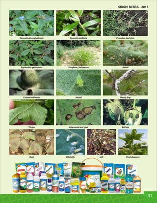 Connelina benghalensis Cyanotis axillaris Cynodon dactylon
Euphorbia geniculata Sorghum_halepense Aphid
Cotton bollworm Jassid Mealy bug
Thrips Alternaria leaf spot Boll rot
Rust White y wilt Viral diseases
31
KRISHI MITRA - 2017
 